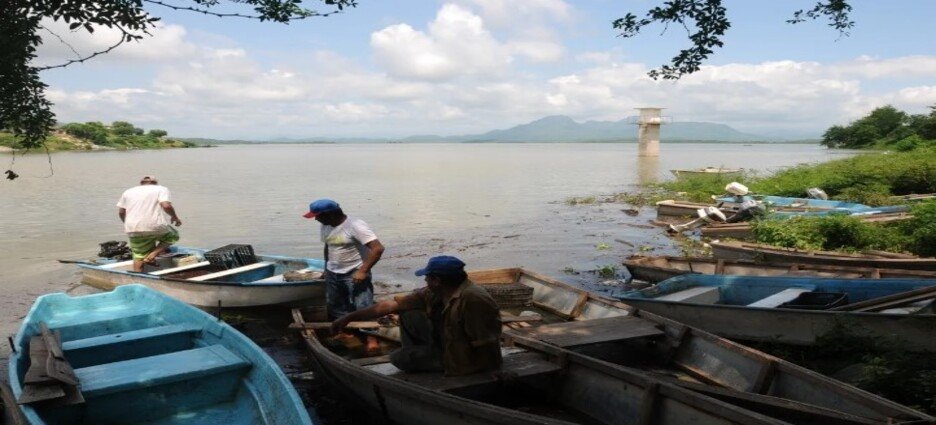 Especies invasoras ponen en peligro la producción de tilapia en la presa de Sanalona