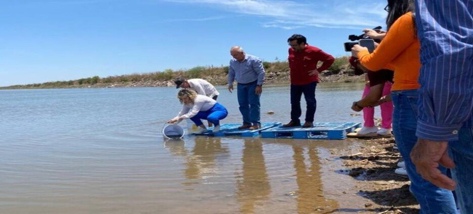 Autoridades municipales y estatales sembraron 2 millones de alevines