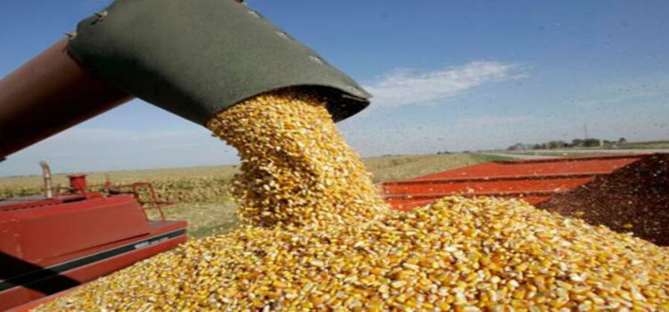 Se establece el precio del maíz en 6 mil 965 pesos por tonelada