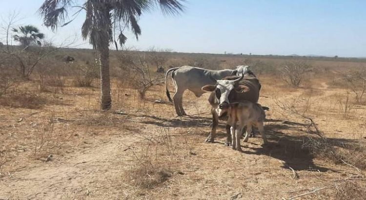 Apoyan con alimentos al norte del estado ante la sequía