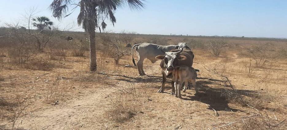 Apoyan con alimentos al norte del estado ante la sequía