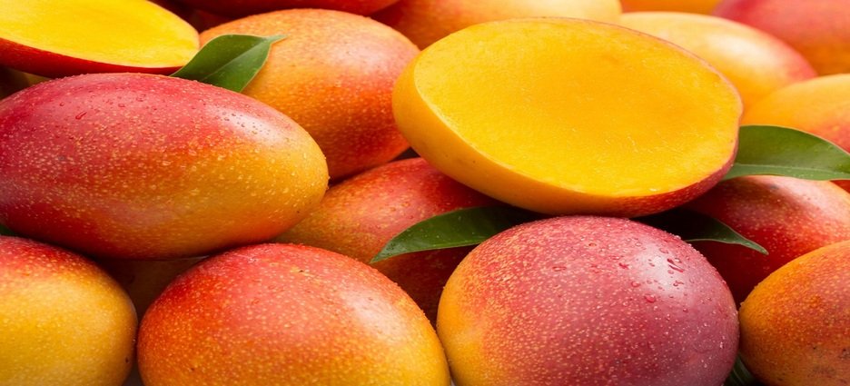 Inicia la temporada de mango en el sur de Sinaloa con bajos precios