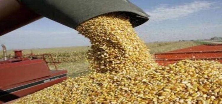 Diputados piden al gobierno de Sinaloa un nuevo esquema de comercialización del maíz