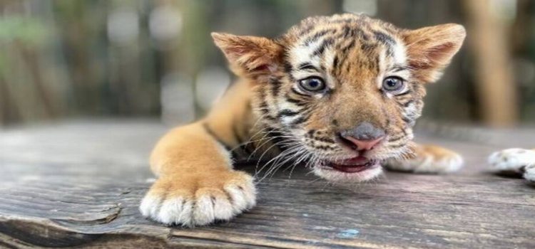 Nació un tigre de bengala en el Zoológico de Culiacán