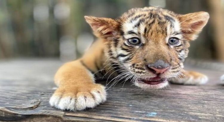 Nació un tigre de bengala en el Zoológico de Culiacán