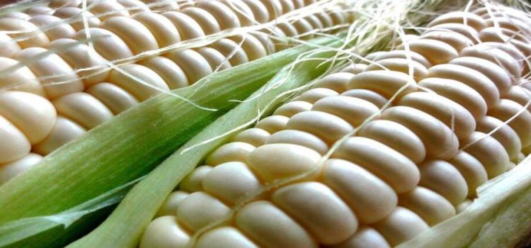 Segalmex ha comprado 731 mil 811 toneladas de maíz blanco hasta ahora