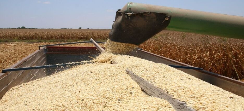 Segalmex hará una segunda compra de toneladas de maíz en Sinaloa