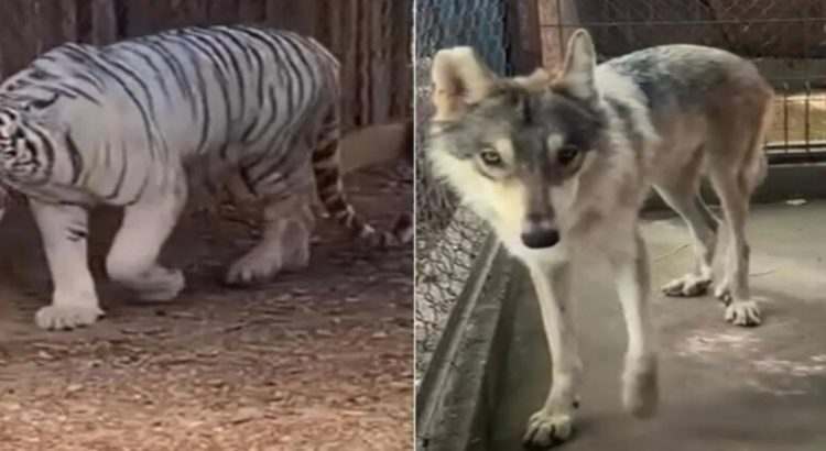 El Santuario Ostok recibirá a tigres de bengala y lobos canadienses provenientes de Monterrey