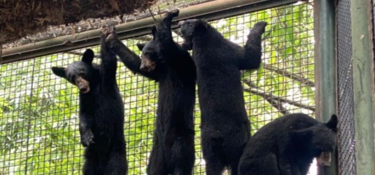 El zoológico de Culiacán da refugio a cuatro oseznos hembras huérfanas