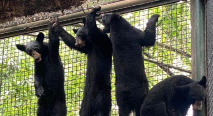 El zoológico de Culiacán da refugio a cuatro oseznos hembras huérfanas