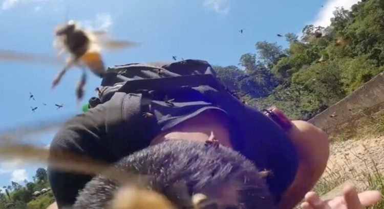 Estudiantes de una escuela primaria de Culiacán fueron atacados por abejas