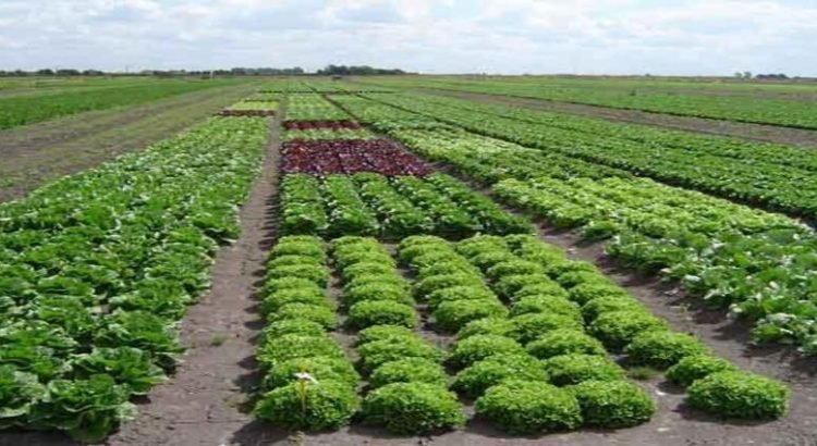 Proponen priorizar en el estado el cultivo de hortalizas