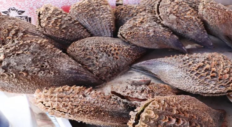 Prohíben el consumo de callo de hacha y otros mariscos en Sinaloa
