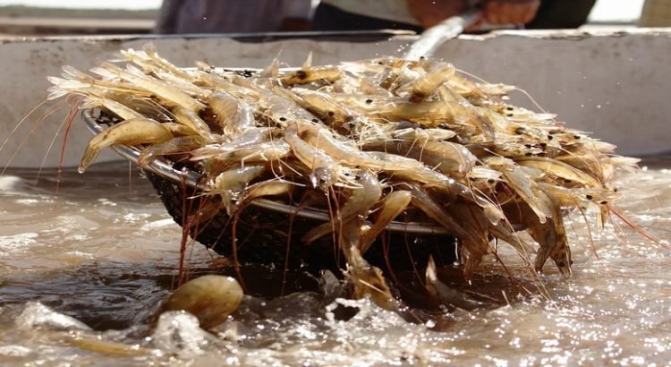 Producción de camarón en granjas en Sinaloa presenta una baja del 15%