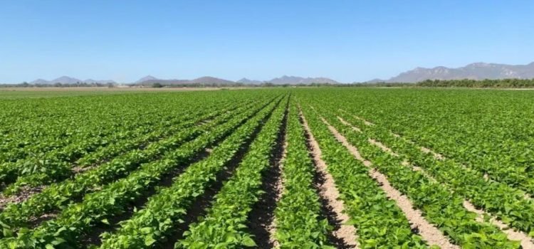 En Sinaloa se han sembrado más de 194 mil hectáreas