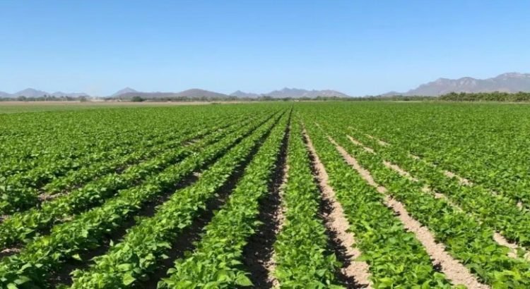 En Sinaloa se han sembrado más de 194 mil hectáreas