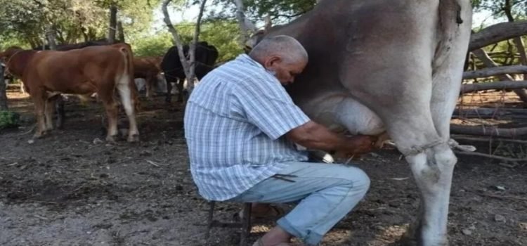 La producción de leche ha tenido una fuerte caída en el norte de Sinaloa