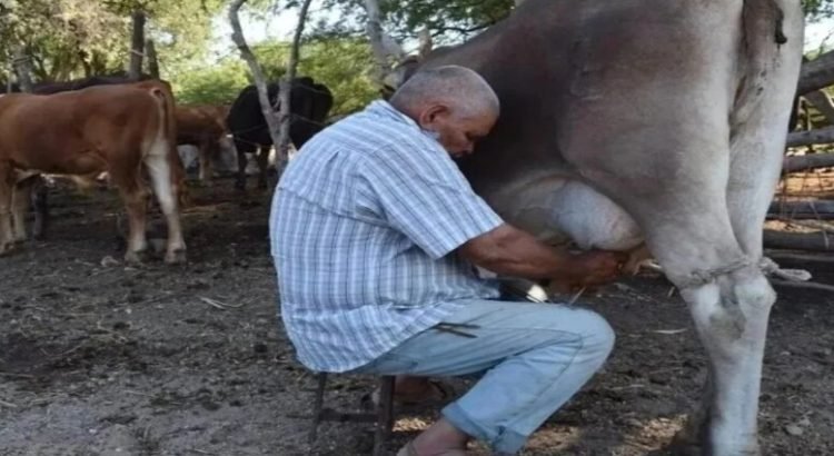 La producción de leche ha tenido una fuerte caída en el norte de Sinaloa