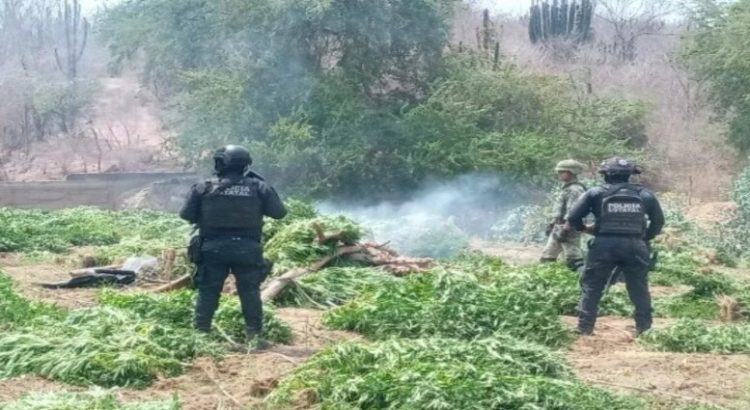 La FGR ha destruido 89.8 toneladas de distintas drogas en Sinaloa