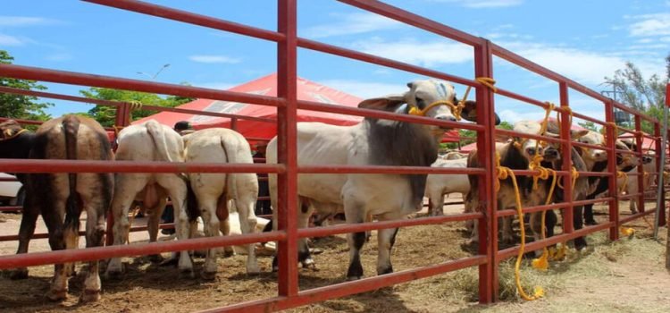 Ganaderos del norte del estado, venden hasta el 100% de sus animales por falta de alimentos
