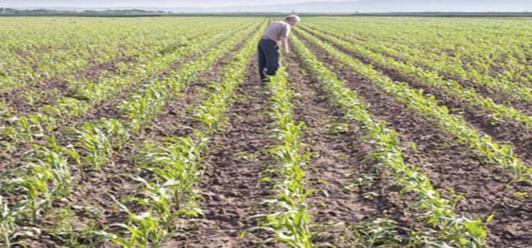 Sinaloa redujo la siembra de maíz por la sequía