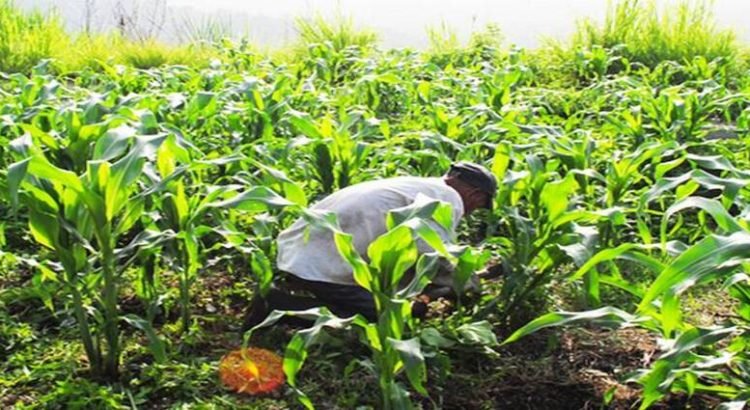 En Sinaloa hay un 40% de agricultores que aún no reciben el pago de Segalmex