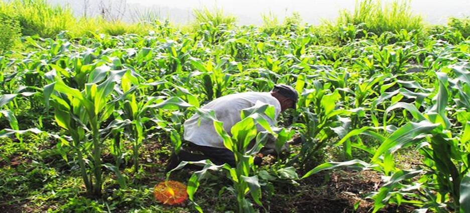 En Sinaloa hay un 40% de agricultores que aún no reciben el pago de Segalmex