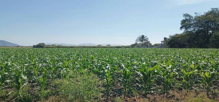 El agua es insuficiente para atender cultivos en Sinaloa