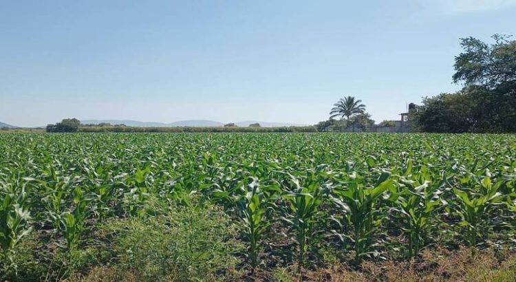 El agua es insuficiente para atender cultivos en Sinaloa
