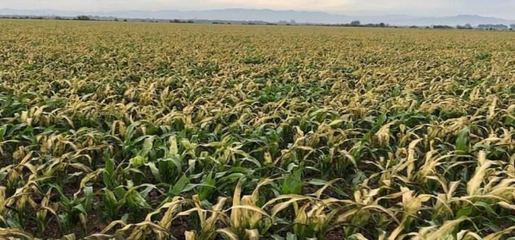 Más de mil cultivos en Sinaloa resultaron afectados por las heladas