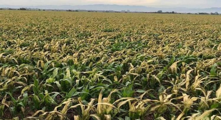 Más de mil cultivos en Sinaloa resultaron afectados por las heladas