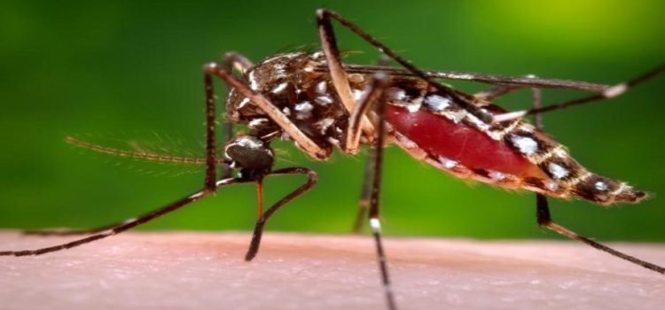 Sinaloa registra más de 30 casos de dengue en lo que va del 2024