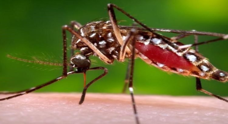 Sinaloa registra más de 30 casos de dengue en lo que va del 2024