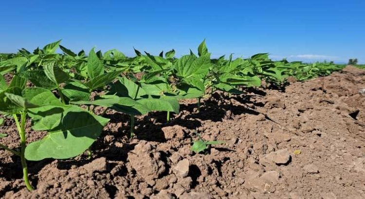 63 mil hectáreas quedaron sin permiso de siembra en Sinaloa