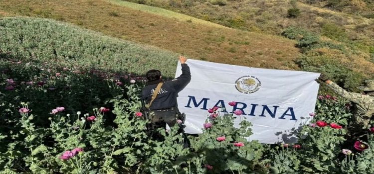 Marina destruyó 11 plantíos de amapola en Sinaloa
