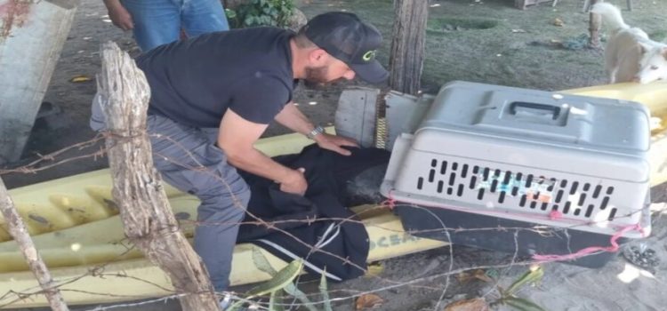 Pescador en Culiacán rescató a un lobito marino herido