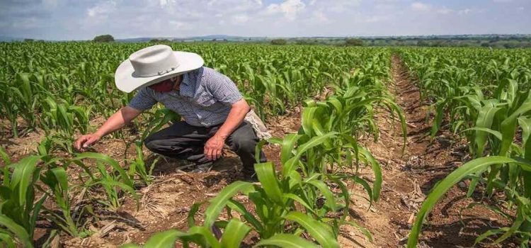 FIRA dará facilidades de pago a productores de Sinaloa FIRA dará facilidades de pago a productores de Sinaloa