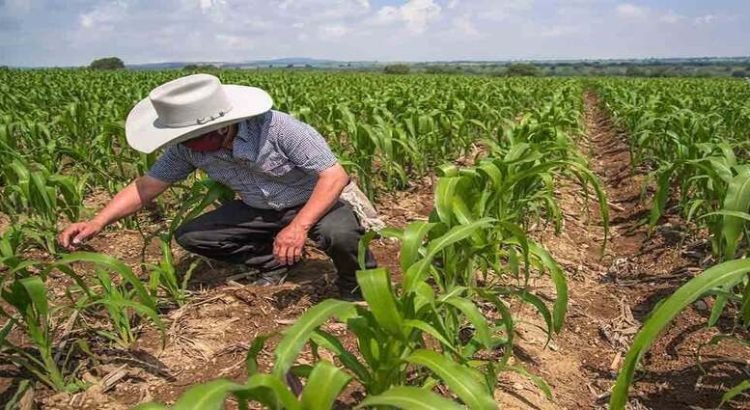 FIRA dará facilidades de pago a productores de Sinaloa FIRA dará facilidades de pago a productores de Sinaloa