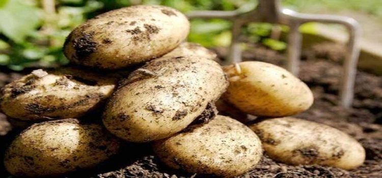 200 mil toneladas de papa de Sinaloa serán compradas por Sabritas y Barcel 200 mil toneladas de papa de Sinaloa serán compradas por Sabritas y Barcel