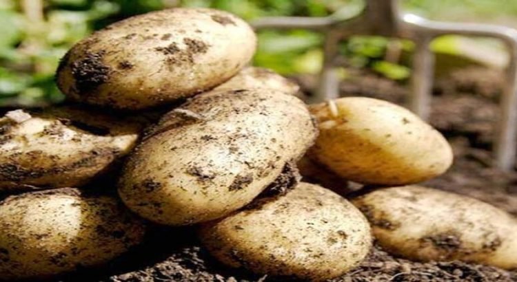 200 mil toneladas de papa de Sinaloa serán compradas por Sabritas y Barcel