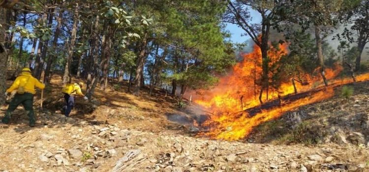 En tres meses Sinaloa ha tenido 30 incendios forestales En tres meses Sinaloa ha tenido 30 incendios forestales