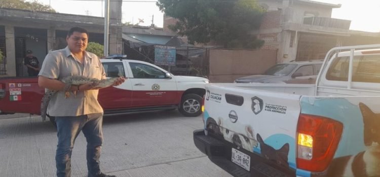 Atrapan a cocodrilo en un vivienda