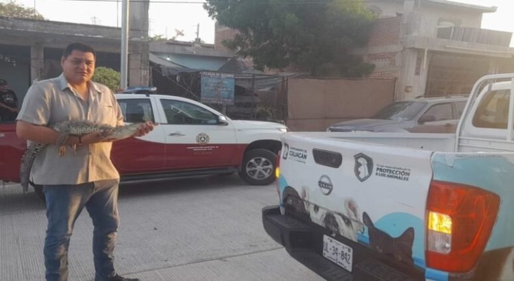Atrapan a cocodrilo en un vivienda