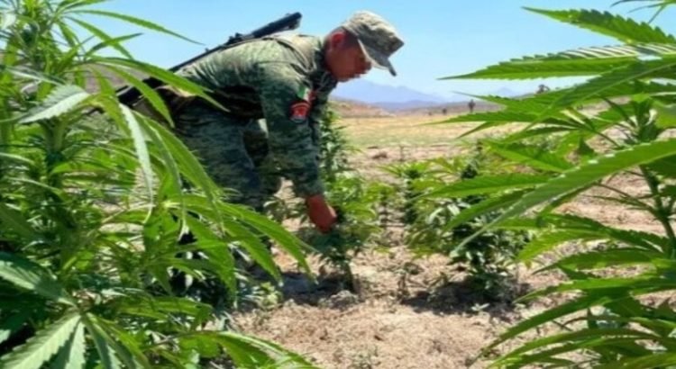 Sedena destaca logros de febrero a mayo en Sinaloa