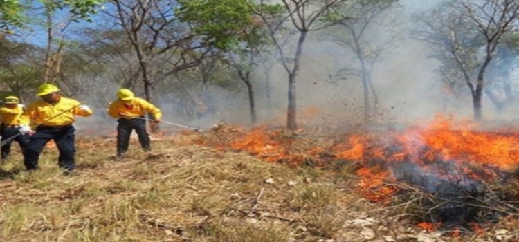 Marca récord en incendios forestales Sinaloa con 43 siniestros