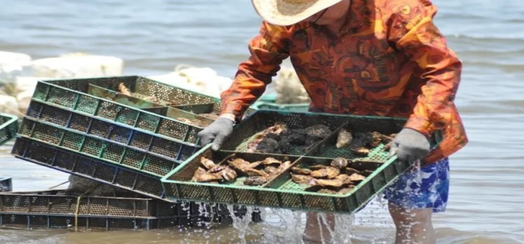 Sinaloa es el tercer productor de ostión del país