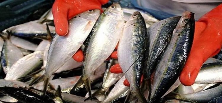 Sinaloa tercer lugar con mayor pesca de sardina del país