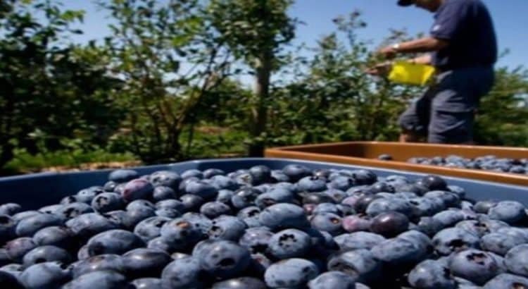 Sinaloa segundo lugar nacional en producción de arándano