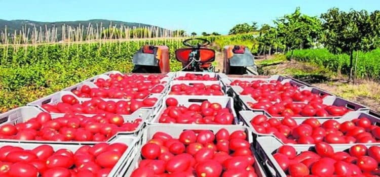 Sinaloa segundo lugar en exportación agropecuaria en segundo trimestre