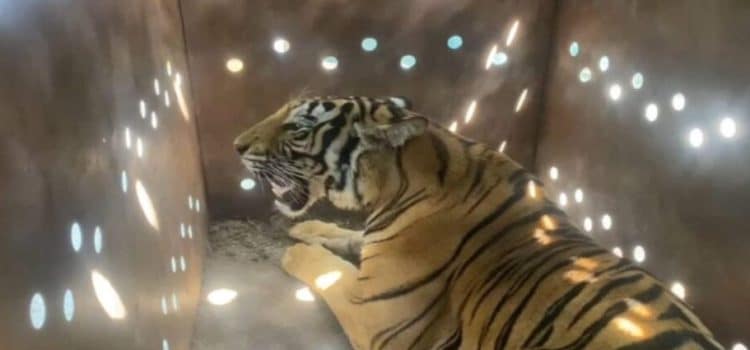 Ejército localiza a tigre de bengala abandonada en Culiacán